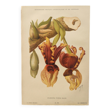Gravure botanique de 1897 - Stanhopea Tigrina - Planche originale A.Lefevre