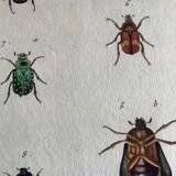 Colorized entomology board: Cetonia