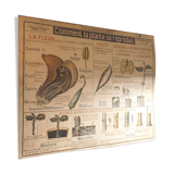 Botanical school board