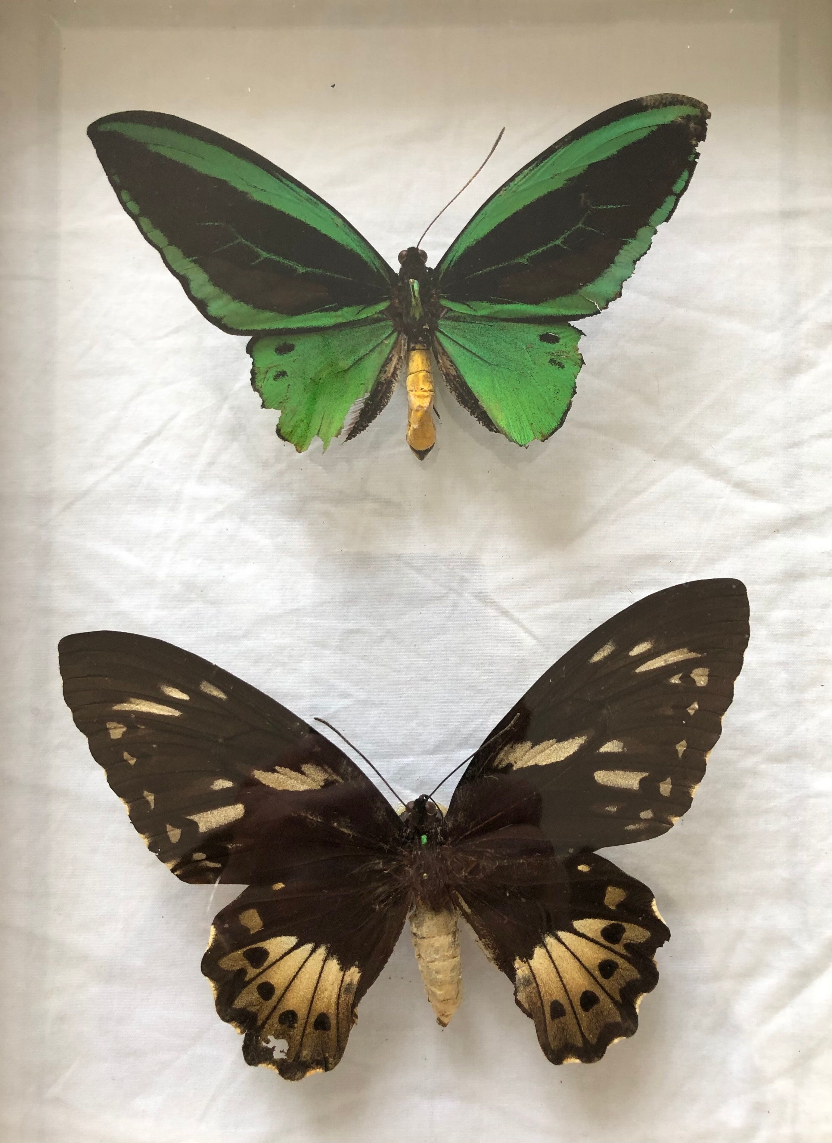 Naturalized Butterflies