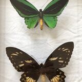 Naturalized Butterflies