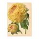 Botanical Engraving 1911 - Yellow Peony by A. Millot - Flower, Lithograph