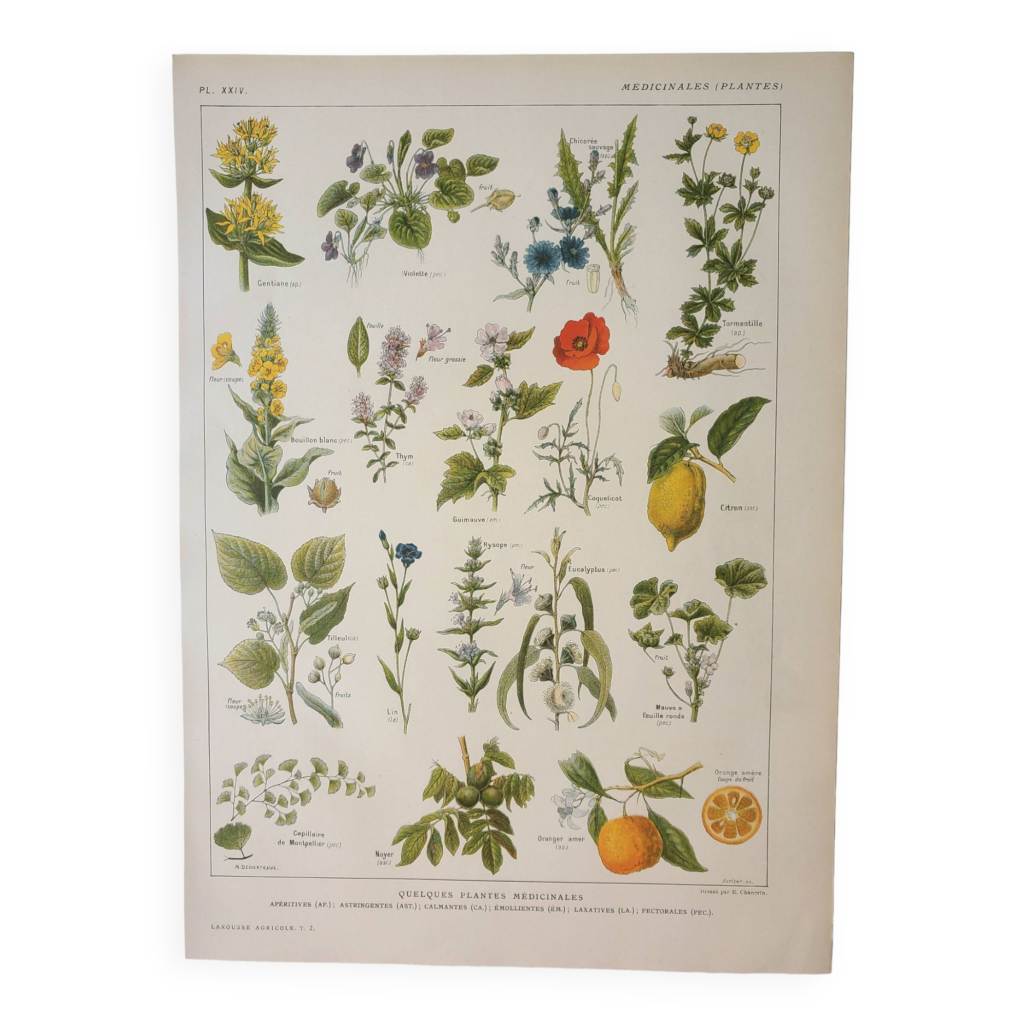 Old engraving 1922, Medicinal plants 1, flowers and plants, flora • Lithograph, Original plate