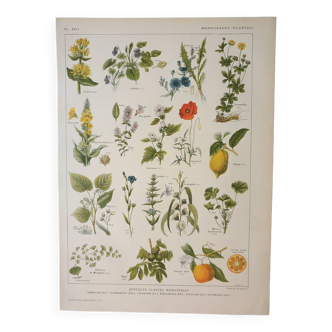 Gravure ancienne 1922, Plantes médicinales 1, fleurs et plantes, flore • Lithographie, Planche origi