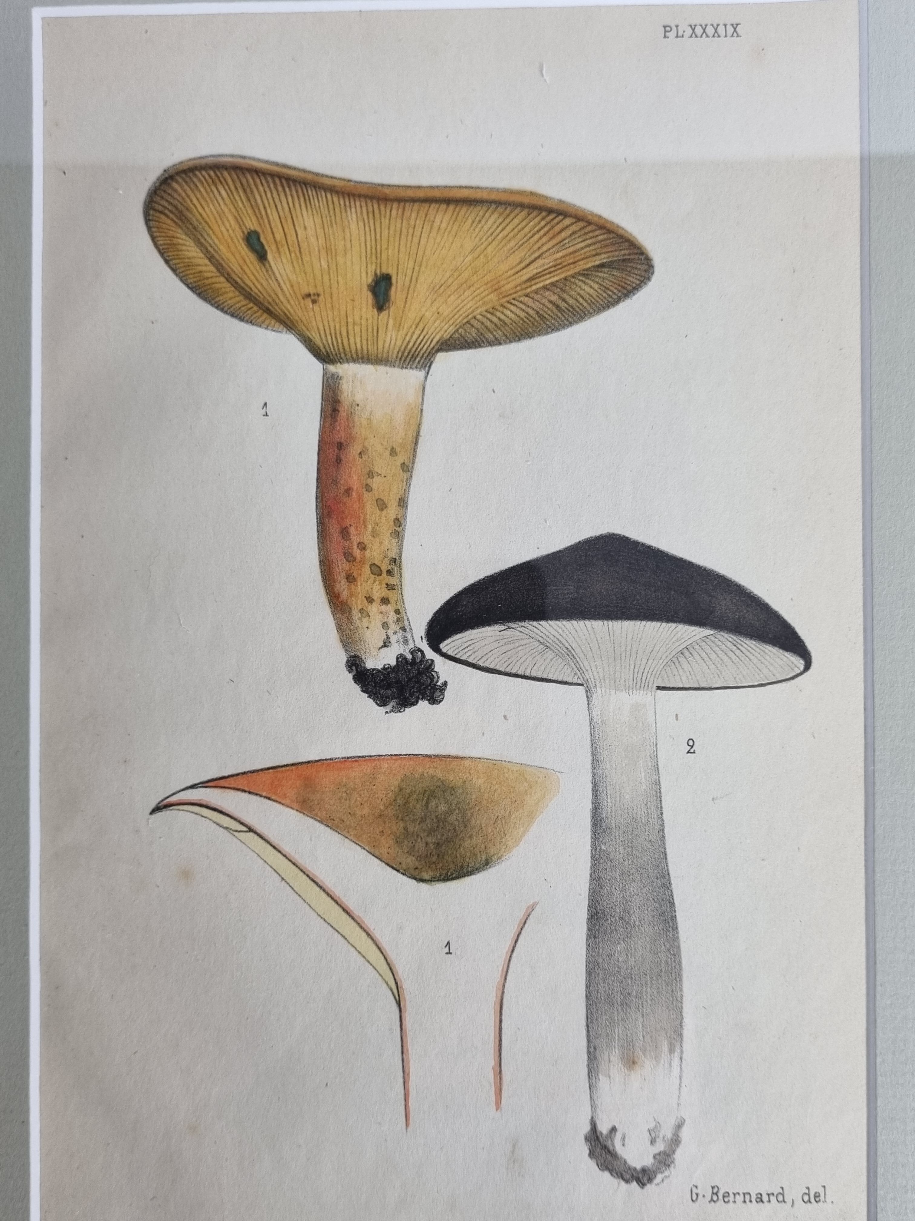 Two old engravings of watercolor mushrooms nineteenth century after G. Bernard