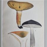 Deux anciennes gravures de champignons aquarellées XIXème siècle d'après G. Bernard