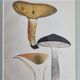 Two old engravings of watercolor mushrooms nineteenth century after G. Bernard