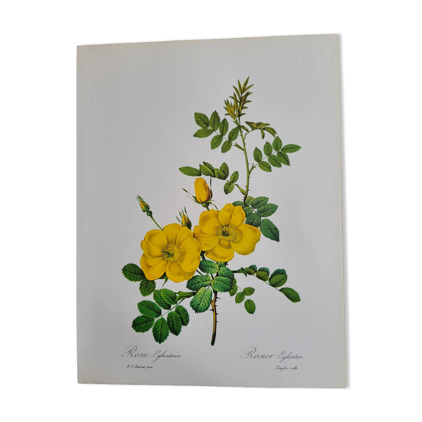Botanical plate Wild Rose P.J. Redouté 1960