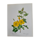 Botanical plate Wild Rose P.J. Redouté 1960