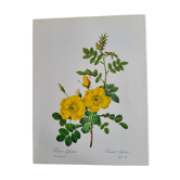 Botanical plate Wild Rose P.J. Redouté 1960
