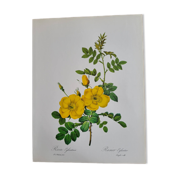 Botanical plate Wild Rose P.J. Redouté 1960