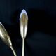 Pair of double brass wall lamp, tulip shape, France 1960's
