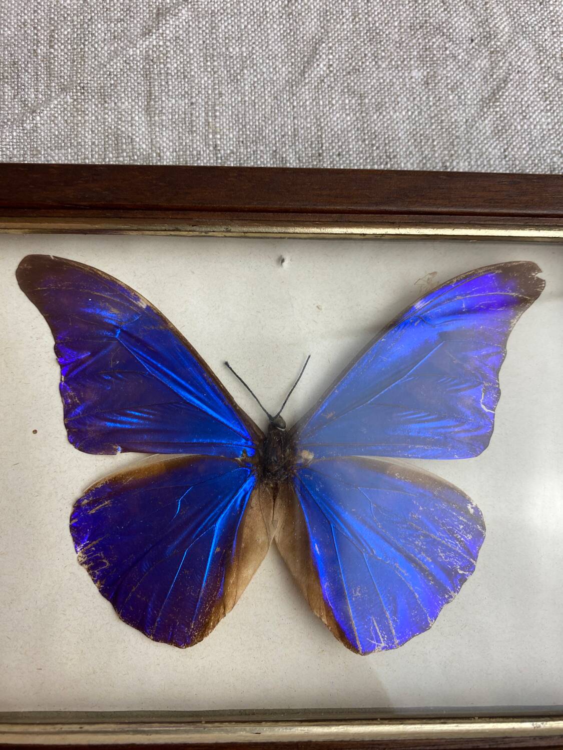 Naturalized butterfly frame under glass