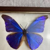Naturalized butterfly frame under glass