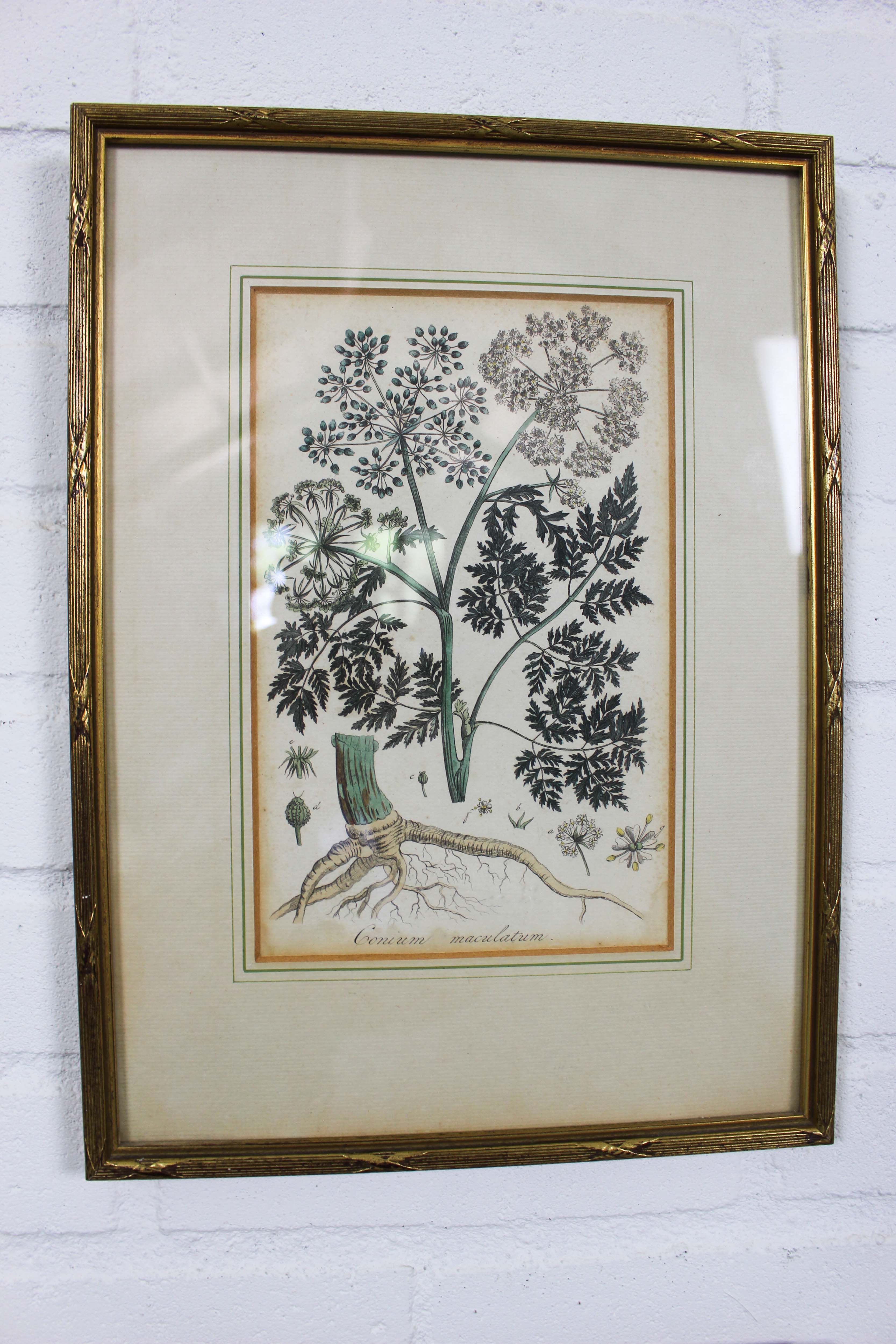 Set of 3 copperplate engravings from the famous book "Flora Batava, 1807"-1814