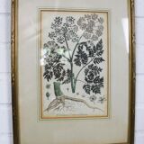 Ensemble de 3 gravures sur cuivre du célèbre livre « Flora Batava, 1807 »-1814