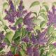 Watercolor bouquet lilac vintage