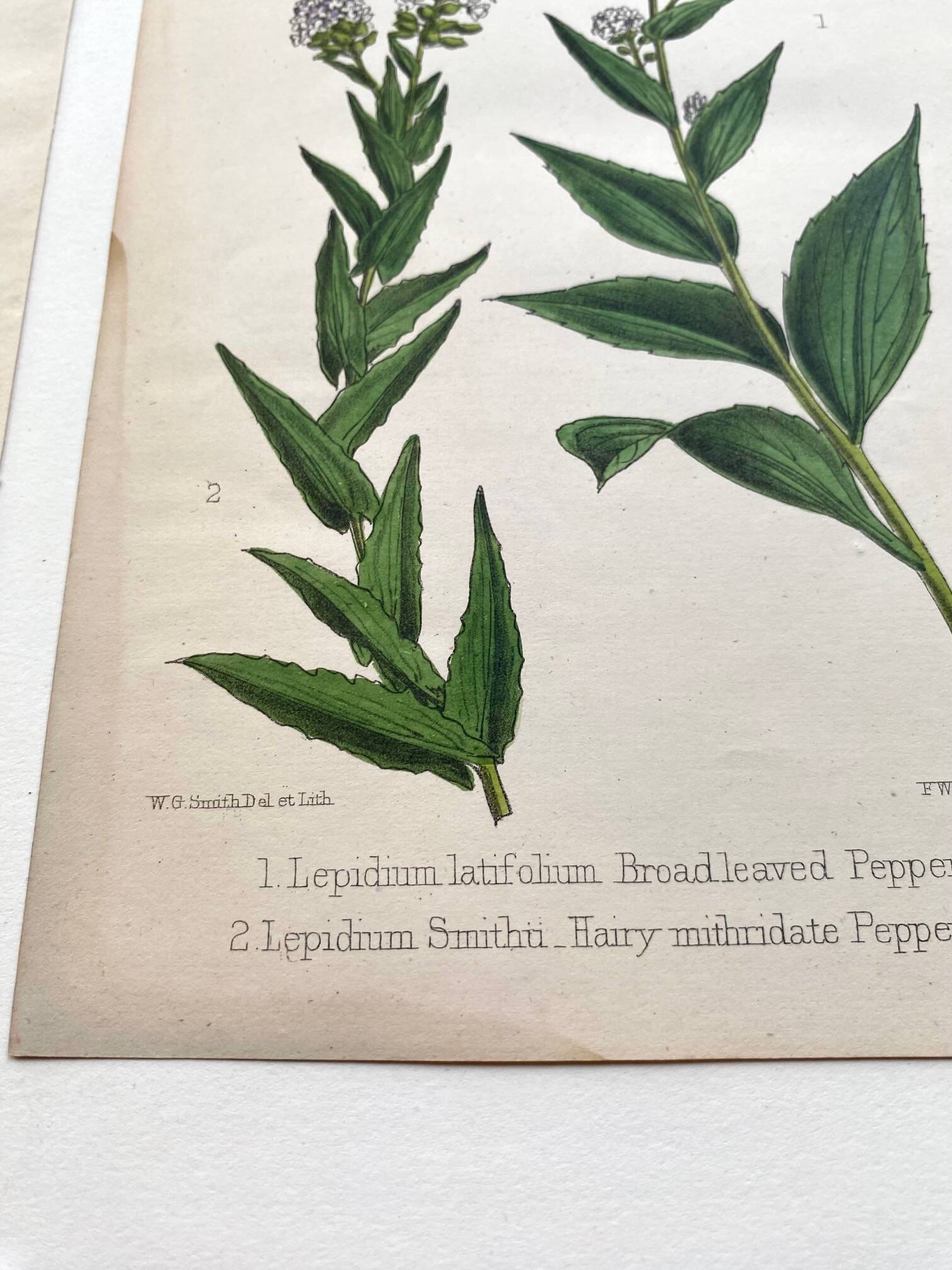 Botanical plates 1878, Ed. London