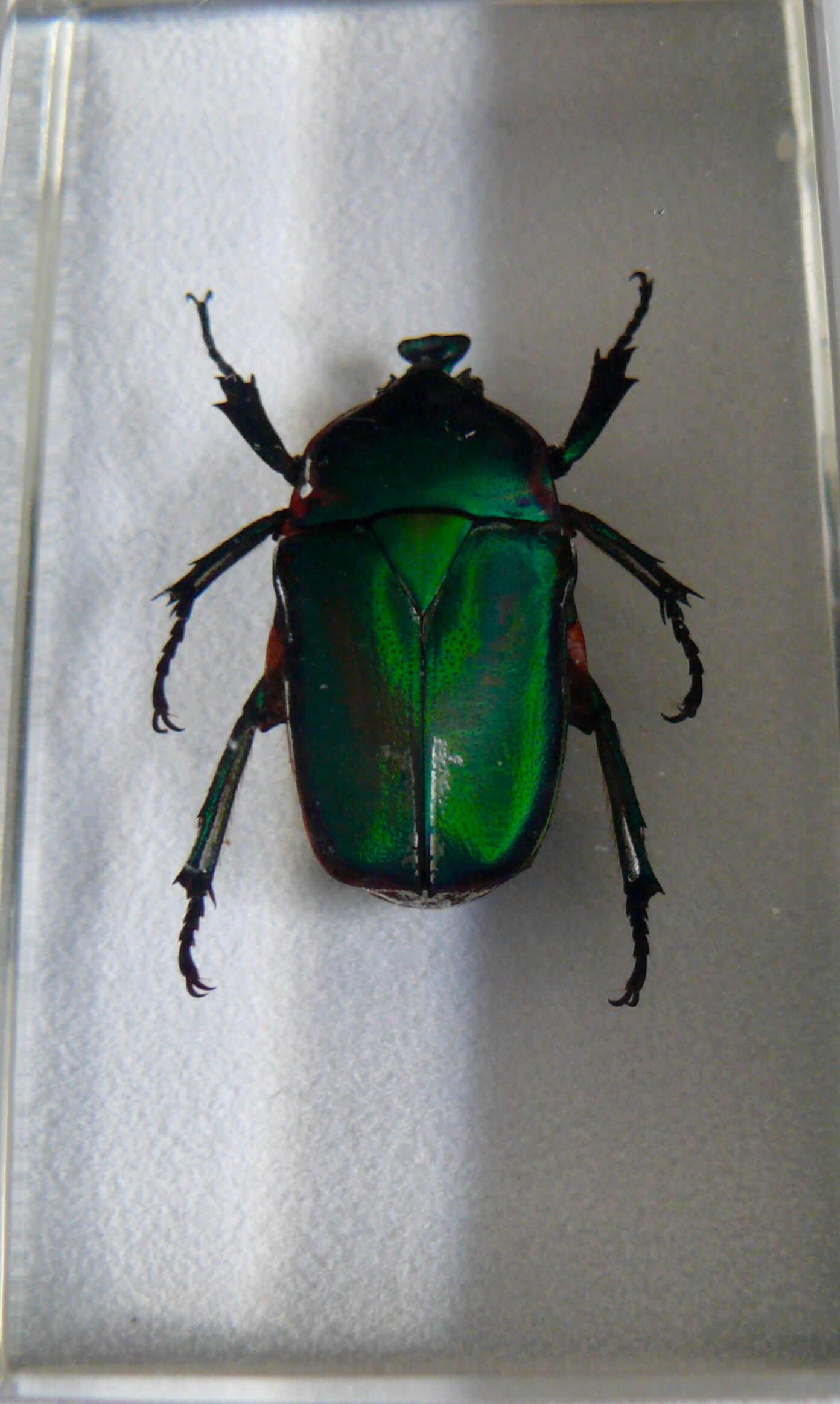 Insects in resin inclusion