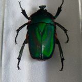Insects in resin inclusion
