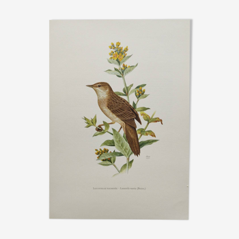 Bird board from the 60s - Locustelle Tachat - Vintage zoological illustration