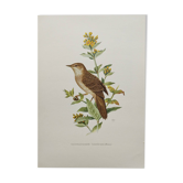 Planche oiseaux Années 60 - Locustelle Tacheter - Illustration zoologique vintage
