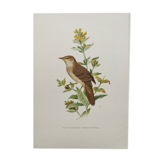 Bird board from the 60s - Locustelle Tachat - Vintage zoological illustration