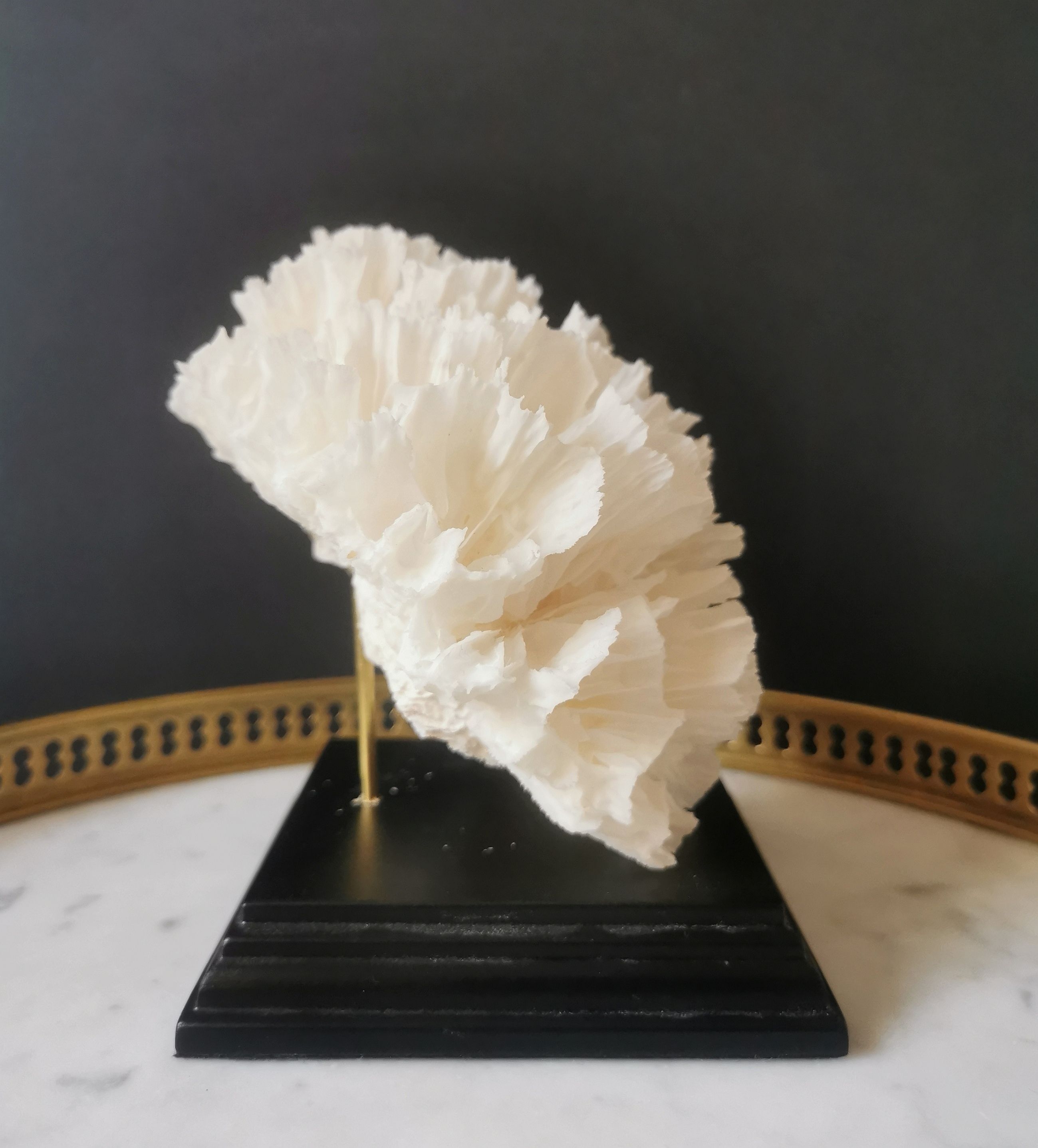Old coral lace on black wood base. h. 12.5cm