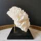 Old coral lace on black wood base. h. 12.5cm