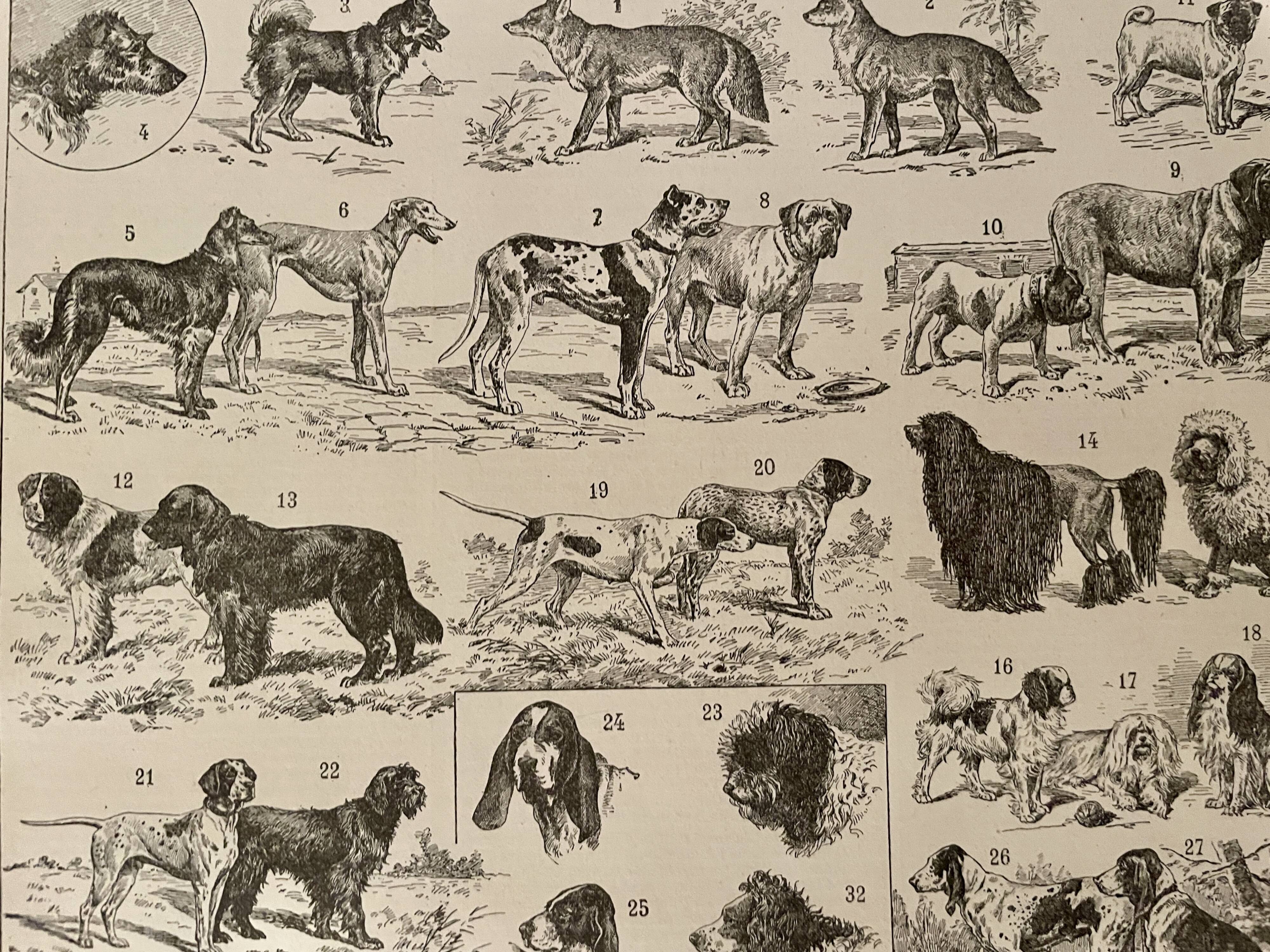 Lithograph on dogs - 1900