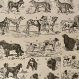 Lithograph on dogs - 1900