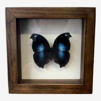 Butterfly frame taxidermy napeocles jucunda 16cm x 16cm