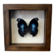 Butterfly frame taxidermy napeocles jucunda 16cm x 16cm