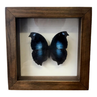 Cadre papillon taxidermie napeocles jucunda 16cm x 16cm