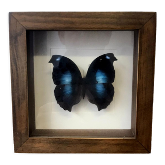 Butterfly frame taxidermy napeocles jucunda 16cm x 16cm