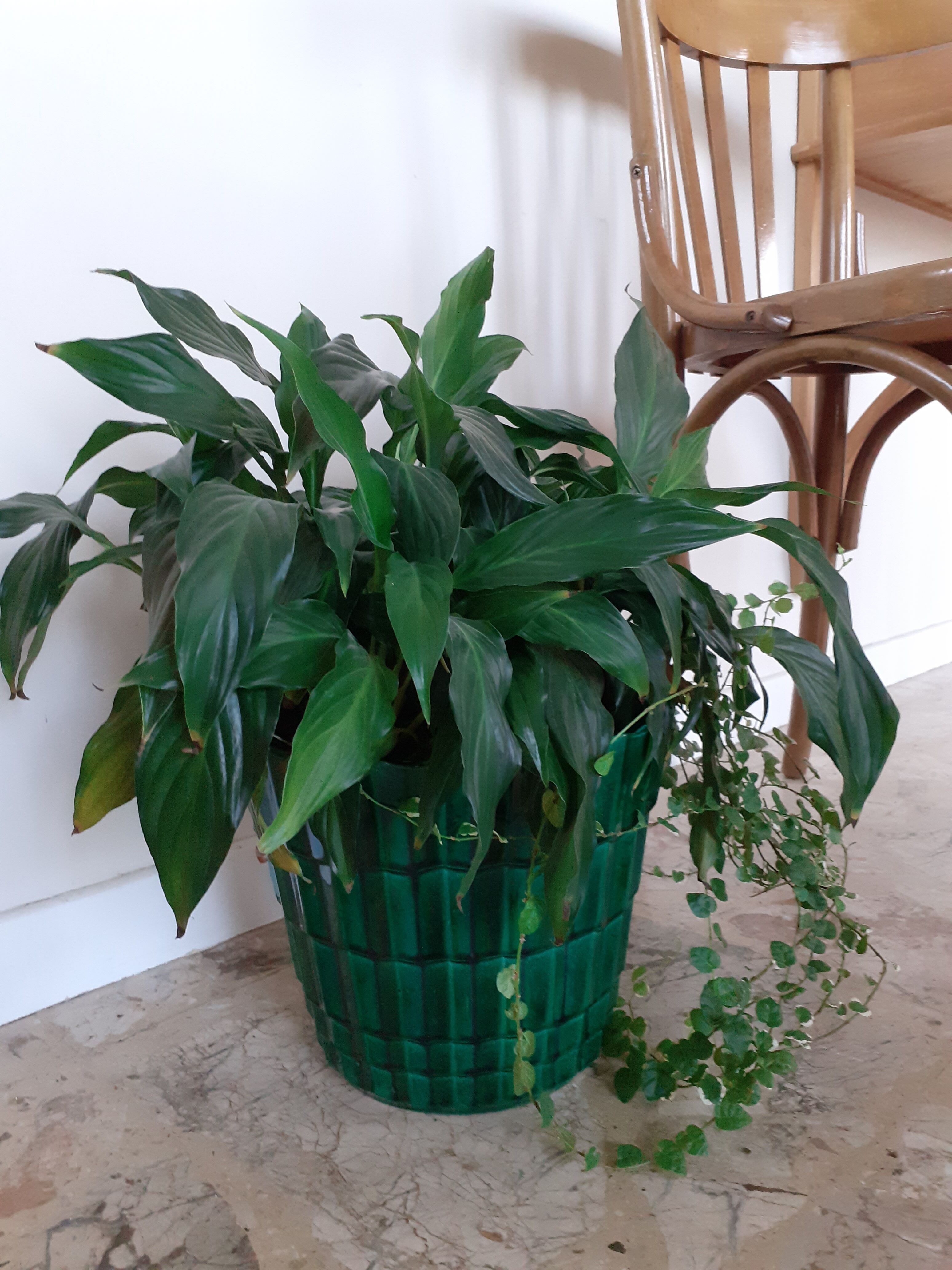 Pot st clement cover