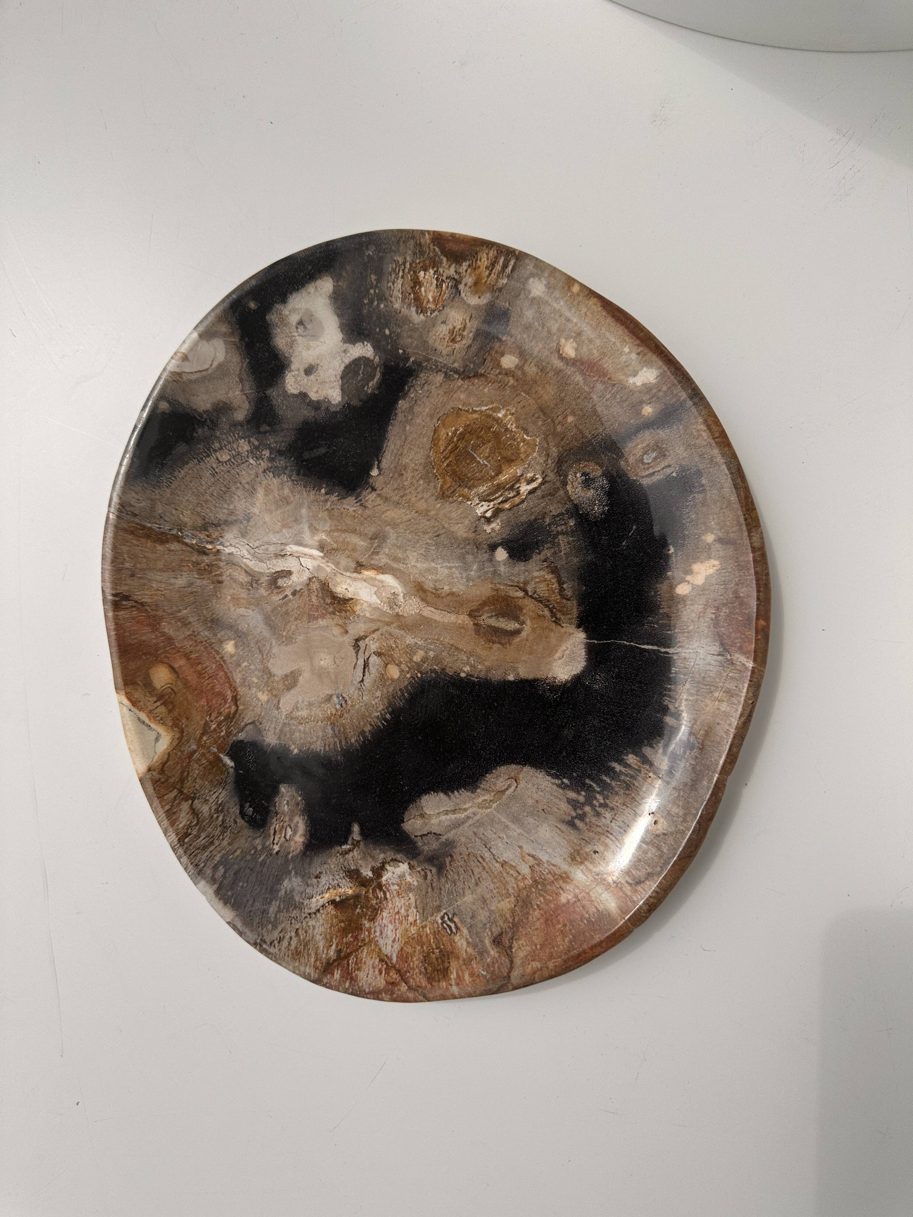 Large empty pocket or dish in petrified wood