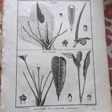 Stamped vintage botanical engraving plate natural history flowers