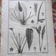 Stamped vintage botanical engraving plate natural history flowers