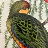 Early lithograph gould & richter