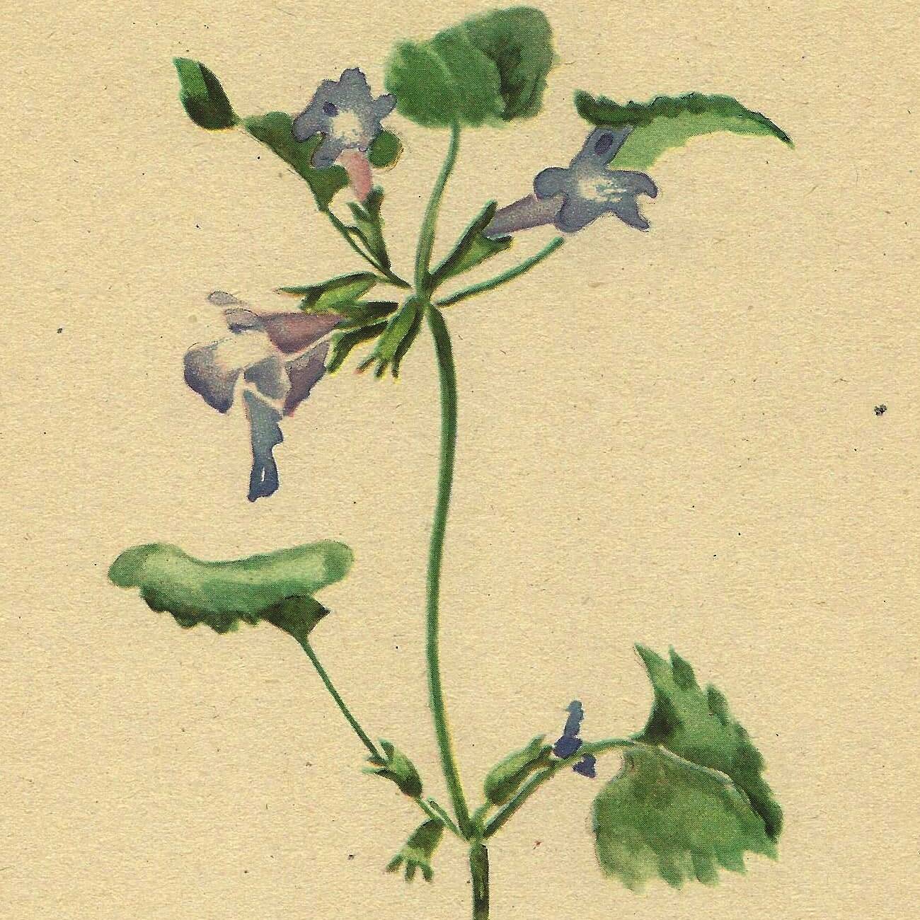 Illustration ancienne 1948 - Lierre terrestre - Planche botanique vintage
