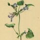 Illustration ancienne 1948 - Lierre terrestre - Planche botanique vintage