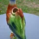St Clément barbotine duck jug
