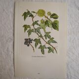 Botanical plate Ivy