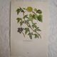 Botanical plate Ivy