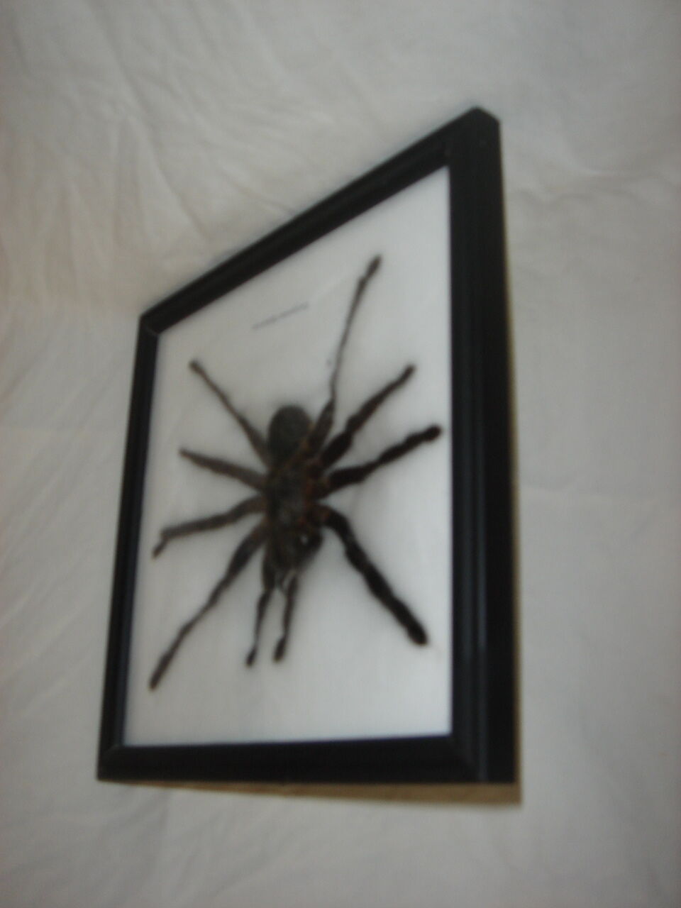 Naturalized spider Tarantula, tarantulas: Eurypeime Spinicrus