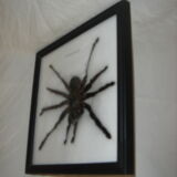 Naturalized spider Tarantula, tarantulas: Eurypeime Spinicrus