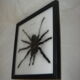 Naturalized spider Tarantula, tarantulas: Eurypeime Spinicrus