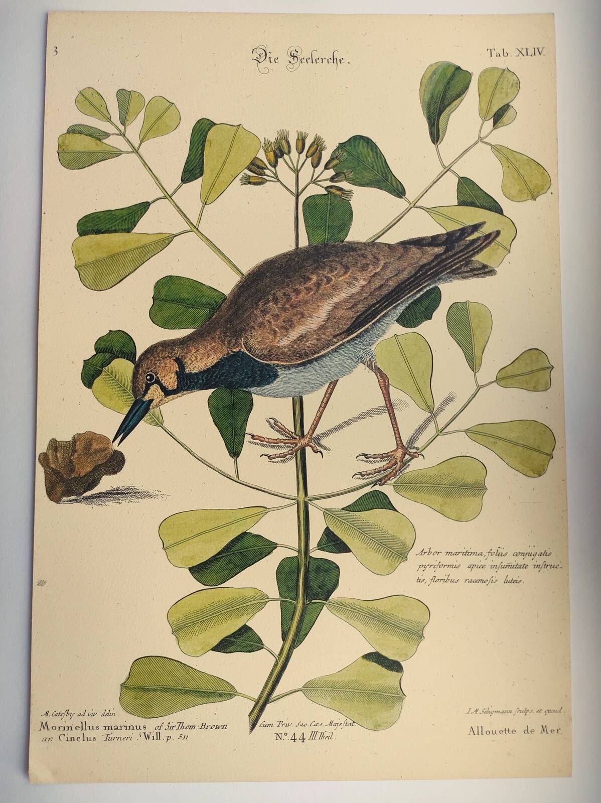 Antique bird engraving - Sea Lark - Zoological plate by Seligmann & Catesby - ornithology