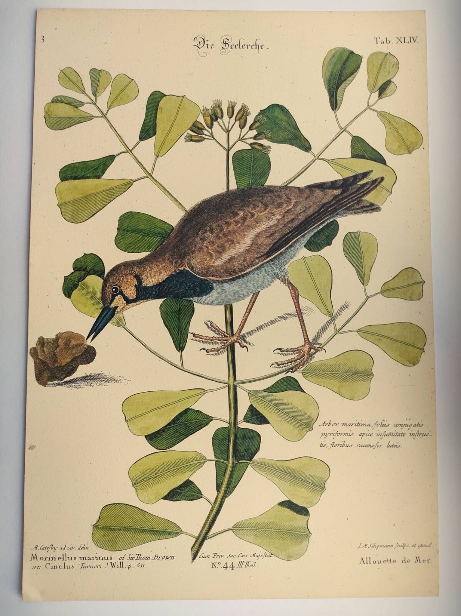 Antique bird engraving - Sea Lark - Zoological plate by Seligmann & Catesby - ornithology